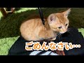 【保護猫】茶トラの子猫がやらかしました…