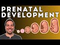 Prenatal development  from conception to birth  germinal stage embryonic stage fetal stage