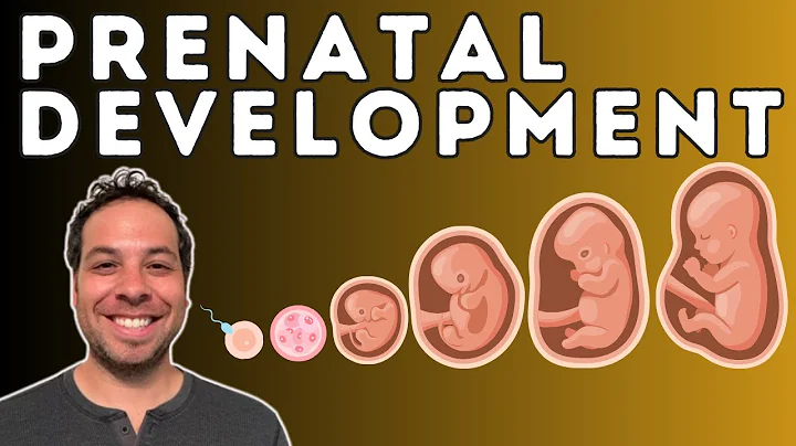 Prenatal Development - From Conception to Birth - Germinal Stage, Embryonic Stage, Fetal Stage - DayDayNews