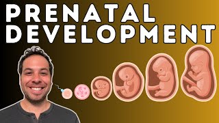 Prenatal Development - From Conception to Birth - Germinal Stage, Embryonic Stage, Fetal Stage by Psych Explained 39,437 views 1 year ago 28 minutes