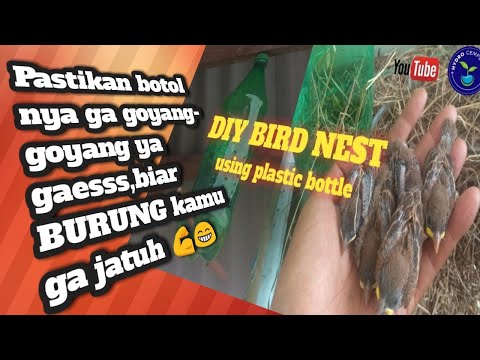 Video: Cara Membuat Sangkar Burung Dari Botol Plastik