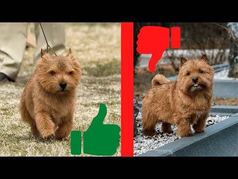 Видео: Кто держит собаку в разводе?