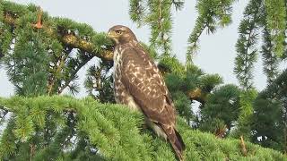 2026 Red-Tailed Hawk Frager Rd S Kent Wa 0187-172 2026 Red-Tailed Hawk Frager Rd S Kent Wa 0187-172