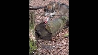 Wolf eats and marks at once 🐺Волк ест и метит одновременно 🐺