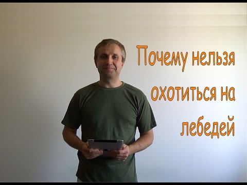 Почему нельзя охотиться на лебедей