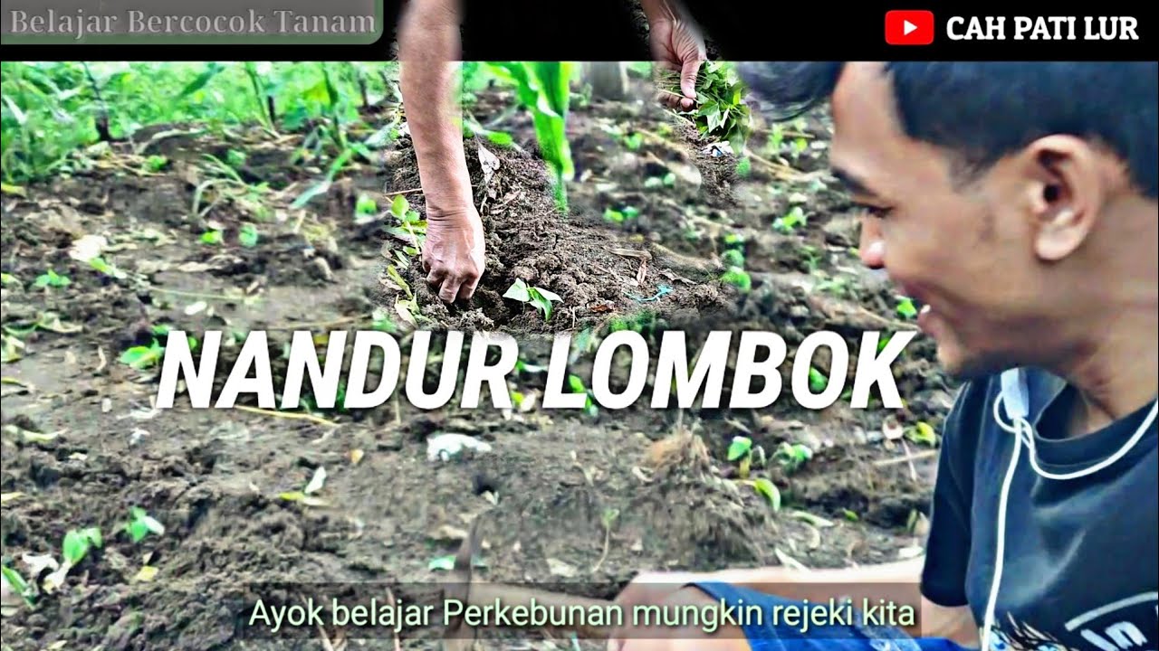 Cara Menanam Cabe Rawit dalam 60 hari bisa Manen 