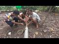 Shocking Discovery! Giant Python Nest Found – Rescue Team Saves Dozens of Baby Snakes 🐍😱