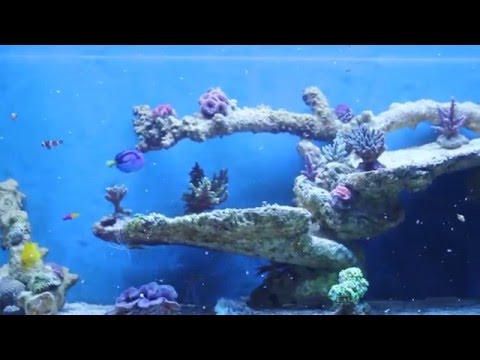 Videó: Melyek A Legjobb Halak A Hidegvízi Tengeri Akváriumhoz?