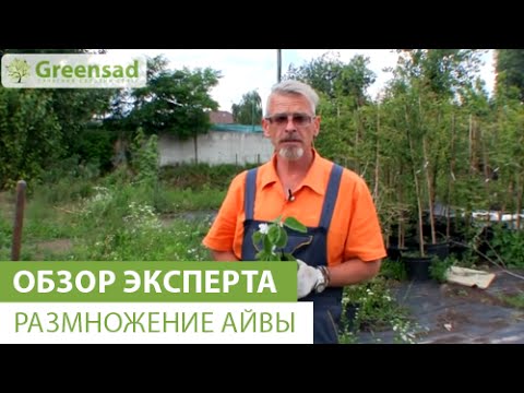 Видео: Укоренение растений айвы: можно ли взять черенки с деревьев айвы