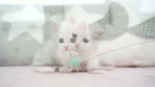 Munchkin Kittens For Sale