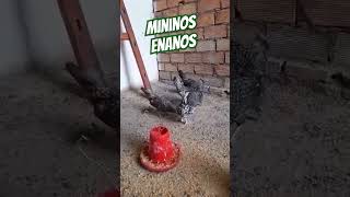 MININOS ENANOS