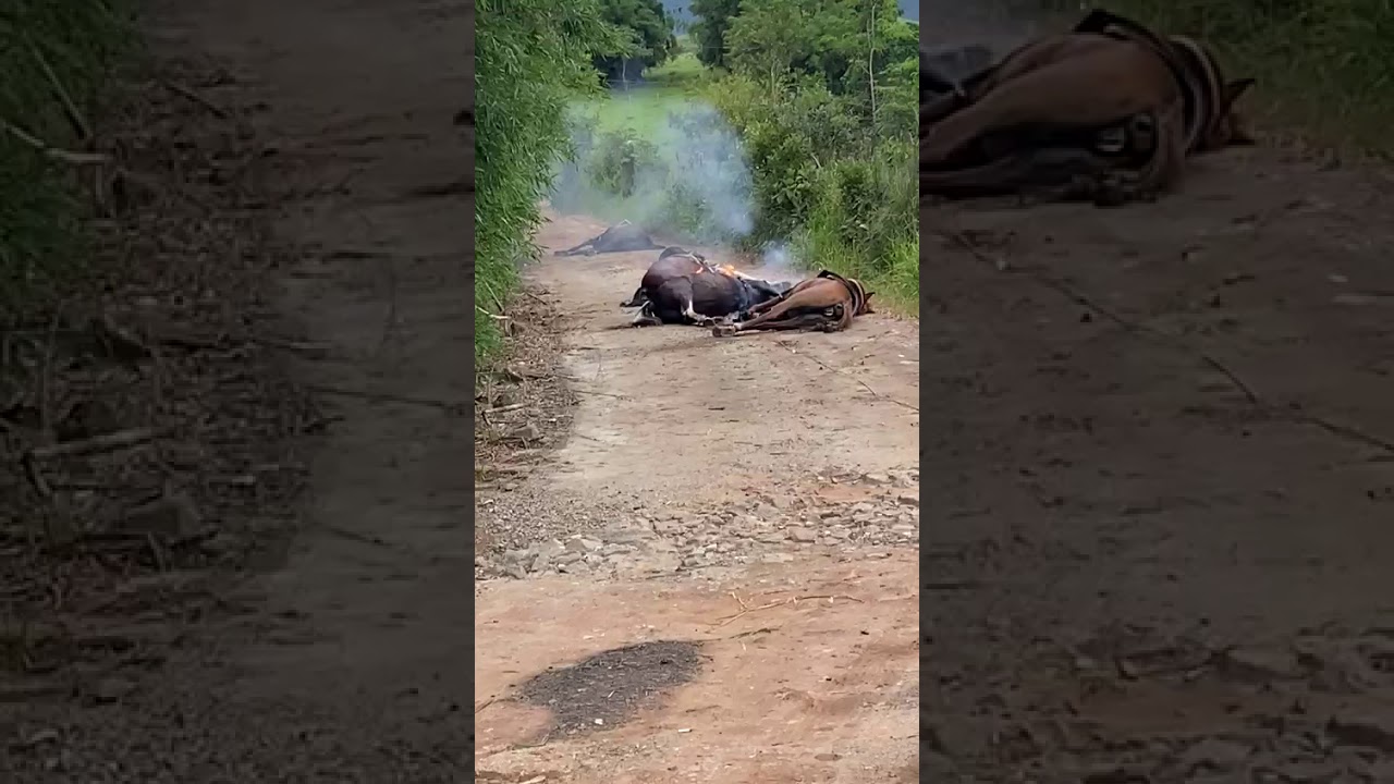 Vídeo: Cabo de energia mata cavalos — CompreRural