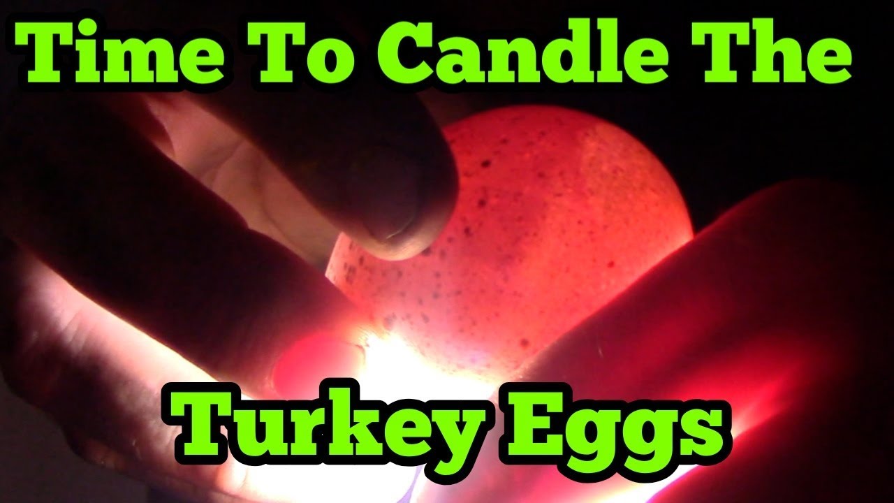 Candling The Turkey Eggs To Check Fertility - YouTube