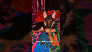 Gracy..?dogshorts germanshepherd petsvlog petslover puppylife trending viral shorts