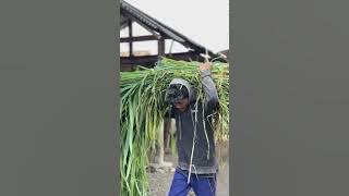 FAUZANA  BERJUANG BERSAMA