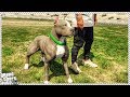 GTA 5 REAL LIFE MOD #15 - Taking Pit Bull For Walk! (Custom New Dog Breed in GTA 5 PIT BULL) GTA 5 REAL LIFE MOD #15 - Taking Pit Bull For Walk! (Custom New Dog Breed in GTA 5 PIT BULL)