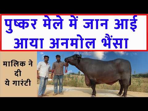 पुष्कर मेला में जान आई - अनमोल भैंसा आया Pushkar Pashu Mela 2023 News- Murrah Bull Jhonta Pada Video @SANJEEVKUMARGUPTA