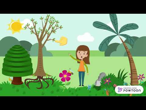 أجزاء النبات 1