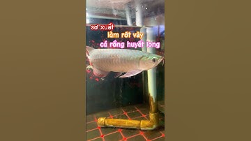 sự cố cá rồng huyết long rớt vảy và hồ cá lên tảo #baopet #animals #aquarium #fishing #pets #shorts