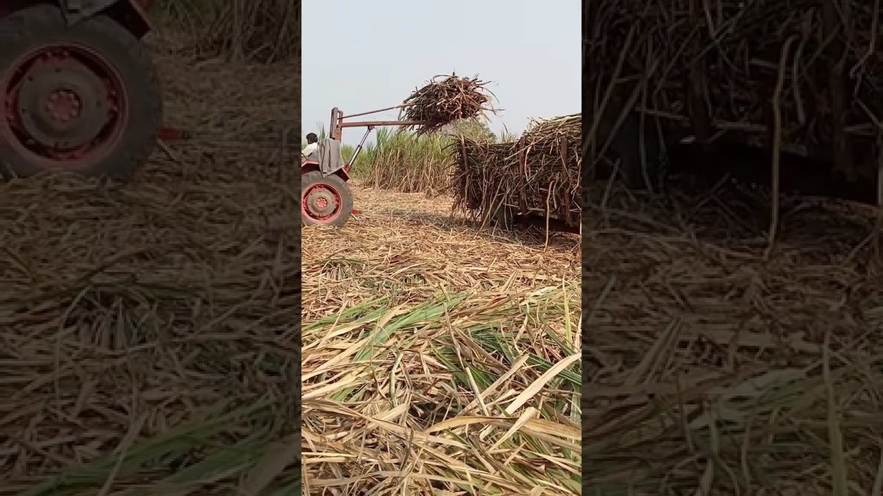 गांन्ना  भरने का सबसे सस्ता जुगाड़ सबसे अच्छा जुगाड़