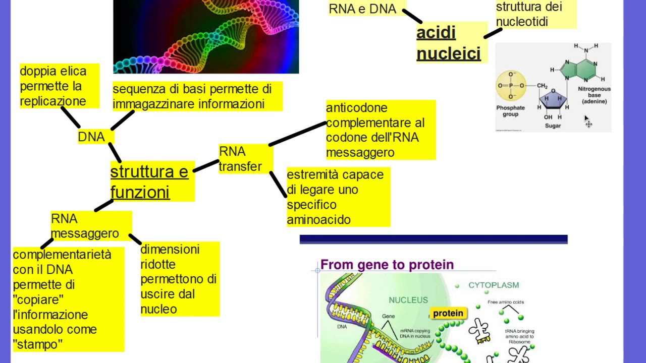 Carboidrati Lipidi Proteine E Acidi Nucleici Riassunto