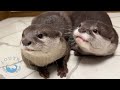 Otter Crying Loudly for a Hug!