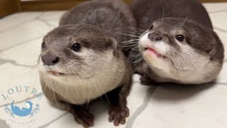 Calins de loutre  Otters cute, Otters, Cute baby animals
