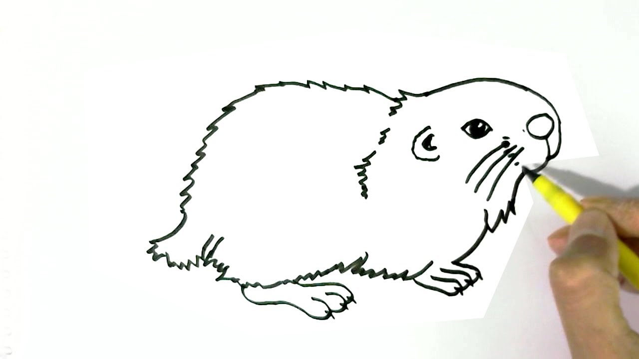 How to draw a Hamster 2 easy steps for children, kids, beginners - YouTube