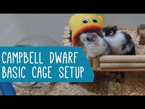 Campbell Dwarf Hamster: Basic Cage Setup