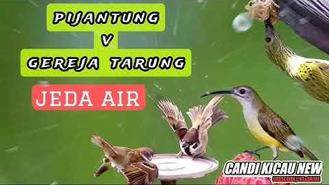 PIJANTUNG vs GEREJA TARUNG🔴 jeda air 30 detik