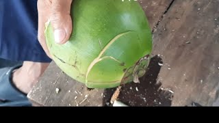 Cutting fresh coconut 13.