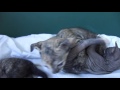 Ukrainian Levkoy Kitten の動画、YouTube動画。