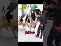 Massive Holstein Friesian Bull Over a Ton! #strongbull #cow #bigbull #simmental #bullfarm