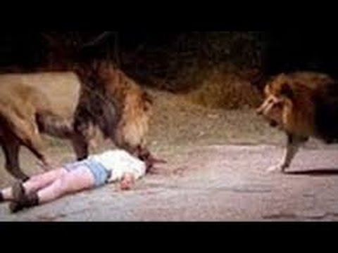 Image result for video of lion eating human being