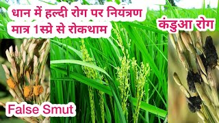 धान में हल्दी रोग का नियंत्रण 1 स्प्रे में कंट्रोल False smut disease in paddy crop farming advice