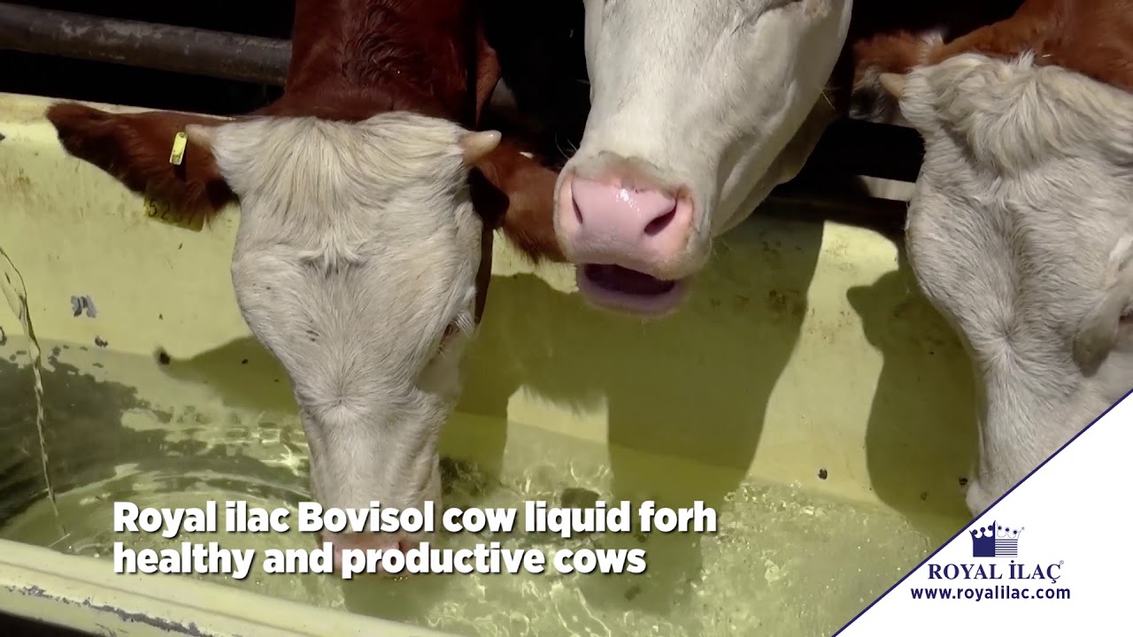 BOVISOL COW LIQUID : a quickly absorbable supplement with high density ...