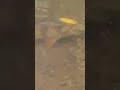River Perch underwater and sorry for the bad quality of the Video