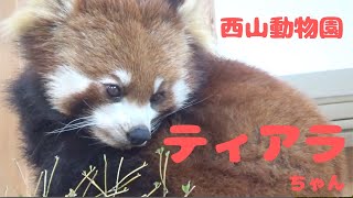 ティアラちゃん　[西山動物園]レッサーパンダ