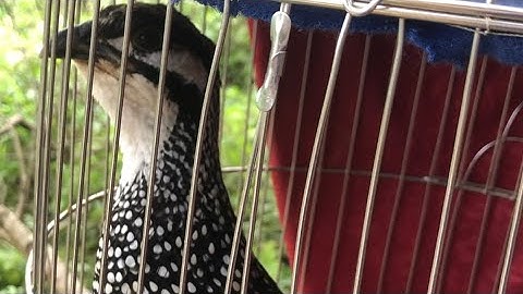 Tiếng chim đa đa mồi gáy kích bổi cực chuẩn