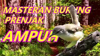 SEKALI COBA LANGSUNG NYAUT, SUARA MASTERAN PRENJAK GACOR