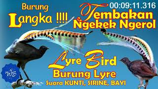Burung LANGKA !!! Suara Burung Lyre (LyreBird) Ngerol | Ngekek | Tiru suara Kunti, Bayi \u0026 Sirine