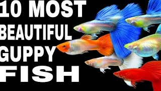 10 most beautiful Guppy fish and  price