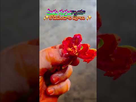 కోడి పందాల పూలు...మీకు గుర్తున్నాయా? ఆరోజులు మళ్ళీరావు 🥺🥺🥹🥹