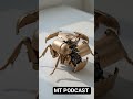 mechanical transformer video#ai #aishorts #aivideo