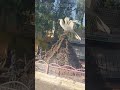 الواحات البحريه من واحه القصر الي الباويطي