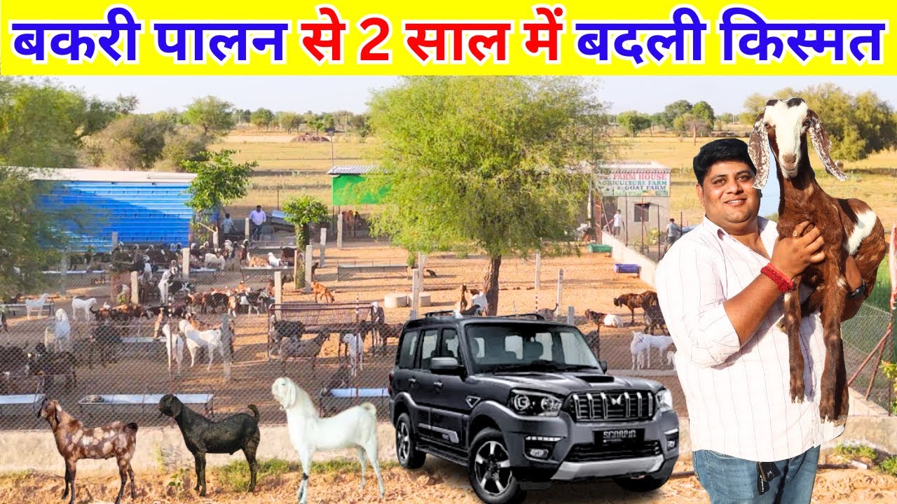 150 KG के बकरो से लाखो कमाता हूँ  I S.P Farm House  I Goat I Farming