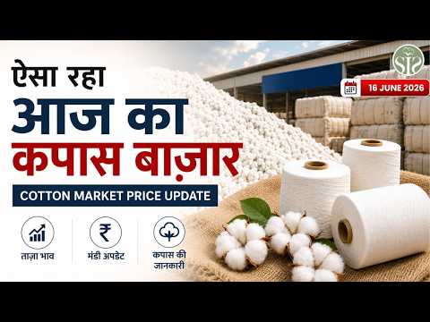 ऐसा रहा आज का कपास बाज़ार || cotton market price update #youtube #cottonmarket #kapas