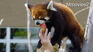 Red Panda can't wait for fruits 待ち遠しいレッサーパンダ　エイタ