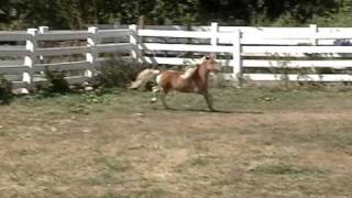 Iona Farm's Understudy's Opening Act