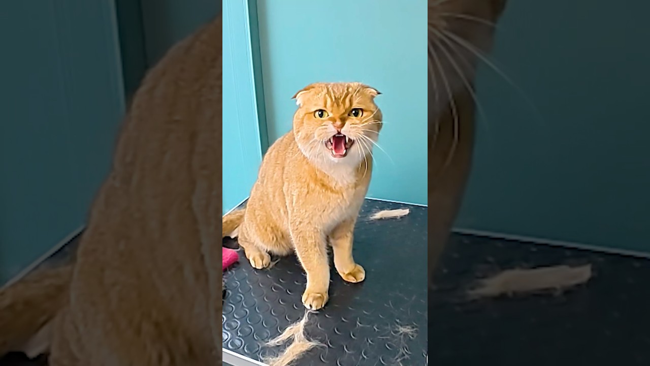 Груминг злого кота